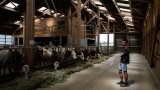 Epée de damoclès: en Savoie, des éleveurs désemparés face à la dermatose nodulaire