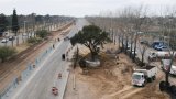 En Argentine, sur le tracé d'une route, l'arbre de la discorde
