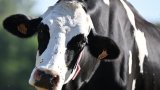 De la physique des pâtes aux vaches repeintes en zèbres, voici les anti-Nobel 2025