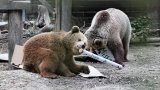 Royaume-Uni: deux ours s'échappent de leur enclos et se régalent d'une réserve de miel