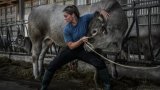 Passionnée par les vaches, une ostéopathe animalière au service des éleveurs