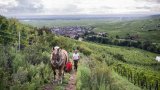 Malik, vendangeur à cheval sur les pentes du vignoble alsacien