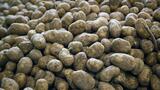 La pomme de terre, en crise de croissance à l'échelle européenne