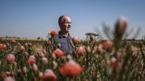 La protéa, fleur nationale de l'Afrique du Sud, menacée par le changement climatique