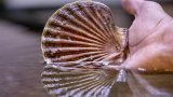 Coquilles Saint-Jacques: l'écloserie qui lutte contre l'épuisement de la ressource