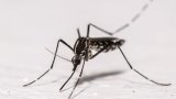 Chikungunya: l'ascension des cas autochtones continue dans l'Hexagone