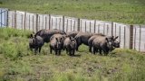 Soixante-dix rhinocéros blancs d'Afrique du Sud déplacés au Rwanda