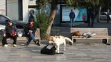 En Géorgie, les chiens errants entre adoration et danger sanitaire