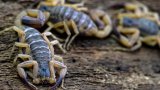 De la vive à la punaise de lit, ces bestioles qui irritent les urgences