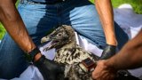 Le retour prometteur mais fragile du gypaète barbu dans le Vercors