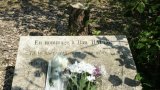 Enquête ouverte après l'abattage d'un olivier à la mémoire d'Ilan Halimi, indignation unanime
