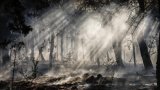 Grèce: l'île de Chios, en proie à des incendies, placée en état d'urgence
