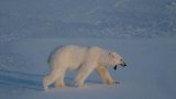Dans l'Arctique, des ours polaires plus en forme que prévu mais jusqu'à quand ?