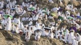 Les fidèles musulmans prient sur le mont Arafat, étape phare du hajj