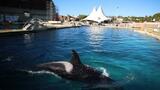 Réunion cruciale pour l'avenir des orques et dauphins de Marineland