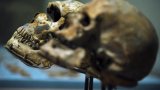 Un crâne d'un million d'années pourrait modifier la chronologie de l'évolution humaine, selon (…)