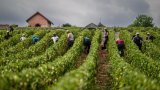 En Bourgogne, une forêt pour protéger la vigne du réchauffement