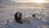 Prélèvements et biopsies: sur les traces de l'ours polaire en Arctique