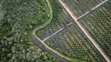 Bruxelles veut élaguer sa loi contre la déforestation, enlisée dans les reports