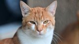 Des croquettes médicaments pour chats malades mais récalcitrants