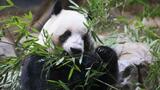 A Tokyo, des admirateurs font leurs adieux aux deux uniques pandas repartant en Chine