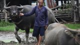 Cambodge-Thaïlande: malgré les combats, certains refusent de quitter leurs maisons à la frontière