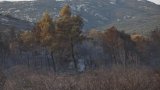 Après l'incendie dans l'Aude, un chantier de plusieurs années pour l'ONF