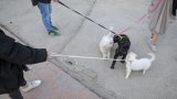 Iran: plusieurs villes interdisent de promener les chiens