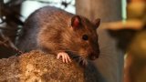 Stresser les rats, la méthode de New York pour éviter qu'ils ne se reproduisent