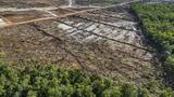 Indonésie: comment la déforestation a aggravé les inondations