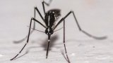 Dengue, chikungunya: efficacité variable des différentes techniques de lâchers de moustiques, (…)