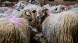En Bretagne, la vaccination bat son plein contre la fièvre catarrhale ovine