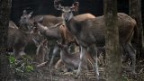 En Thaïlande, des proies lâchées dans la jungle pour sauver les tigres