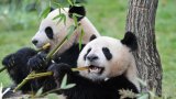 Retour de pandas en Chine: au zoo de Beauval, une page qui se tourne, pas la fin de l'histoire