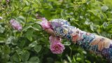 A Grasse, la Centifolia, l'or rose des parfums de luxe