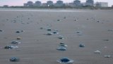 Méduses à la centrale nucléaire de Gravelines: un premier réacteur a redémarré (EDF)