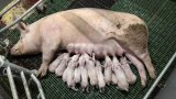 En Bretagne, la filière porcine met en avant des agrandissements nécessaires mais exemplaires