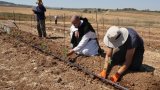 Israël: au monastère de Latroun, des vignes replantées en signe d'espoir