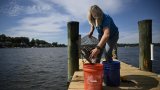 Aux Etats-Unis, des volontaires élèvent des huîtres pour nettoyer les mers