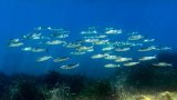 Protection des océans: l'UE veut afficher son leadership, avant le sommet de l'ONU