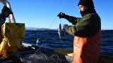Au Chili, la pêche durable peine à sauver le merlu