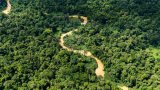 Guyane: la Cour des comptes alerte sur une gestion forestière à repenser