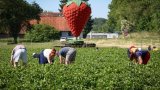 Cueillez-les vous-même: panier rempli pour producteurs et consommateurs
