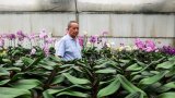 Les orchidées de Taïwan face au couperet douanier de Trump