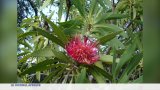 Afrique du Sud : La Protea, fleur nationale est en danger