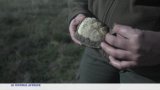 Afrique du Sud : des chiens aux secours de tortues en danger