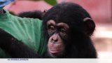 Sierra Leone : les dégâts de la déforestation