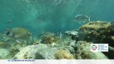 Sommet : l'enjeu des aires marines protégées, refuges pour la biodiversité