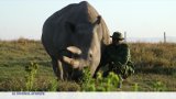 Kenya : comment ressusciter les rhinocéros blancs du Nord ?