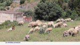 Maroc : une fête de l'Aïd exceptionnelle cette année